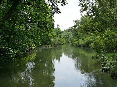 Naturschutzgebiet Taubergießen Nähe Zuckerbrücke